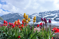 Alpine Flowers - Photo by Rodrigo Curi on Unsplash