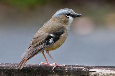 Grey-headed Robin