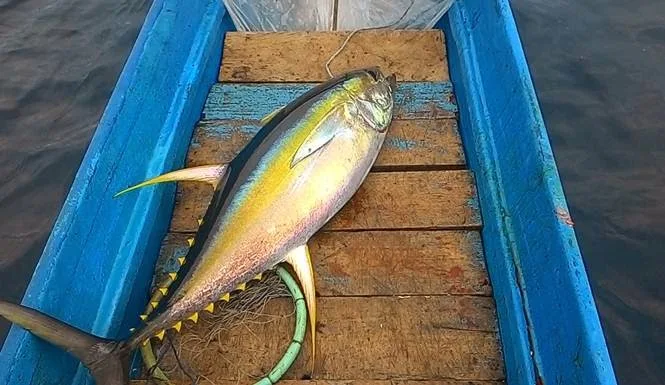 ikan tuna