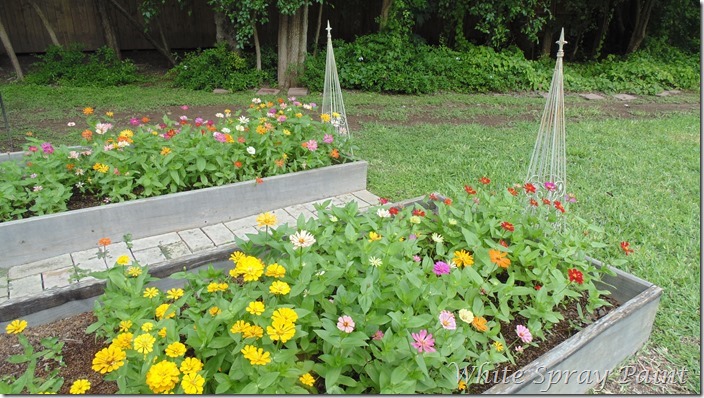 Garden Party 2016 Zinnias Raised Beds