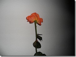 SAM_0074