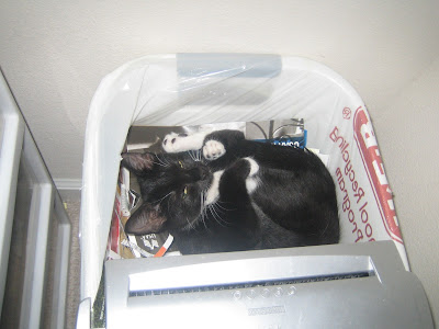 black cat curled up in a waste basked