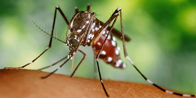 Mosquitoes Have Killed More Humans Than All The Wars In History, Top 10 Amazing Facts Of The World