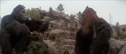 18 Kong et Lady Kong