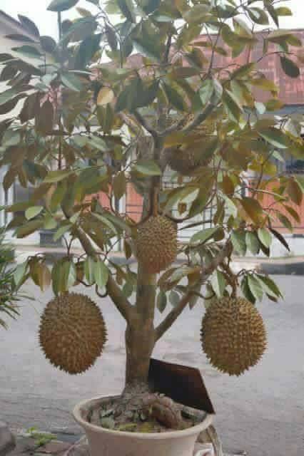 Berita TV Malaysia: siapa sangka pokok durian kini dah