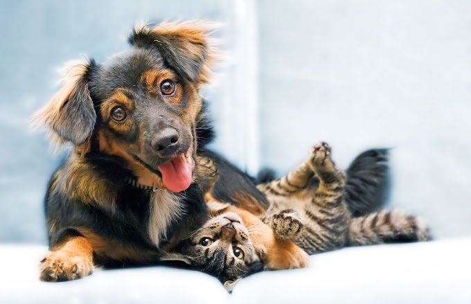 Dedicado a las personas que aman a sus mascotas con amor de padres