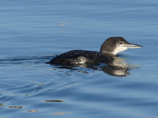common loon zooming along the water