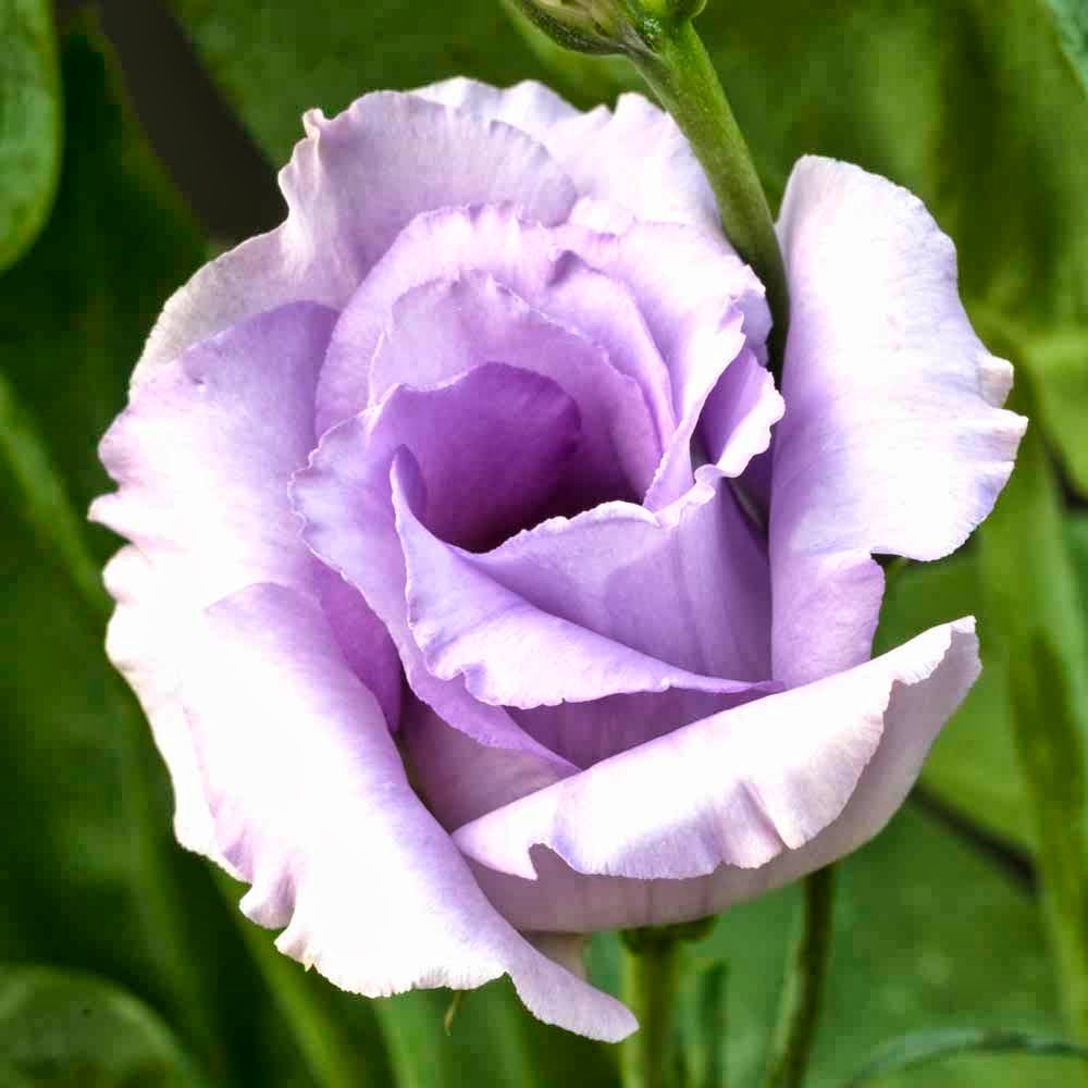 types of flowers rare Flower Homes: Lisianthus Flowers | 1000 x 1000