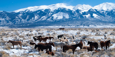 Horses in front of the Sangre de Cristos