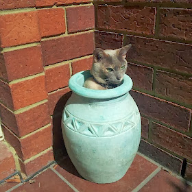 Funny cats - part 78 (35 pics + 10 gifs), cat pics, cat sits in vas