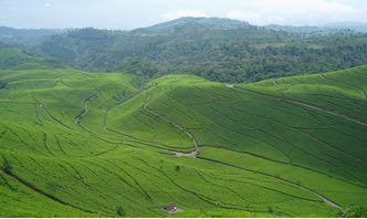 perkebunan teh kaligua