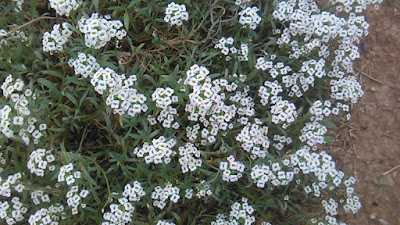 lobularia maritima