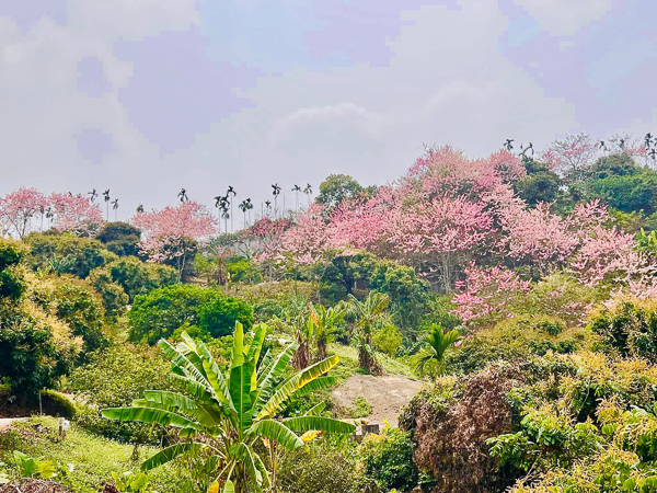 嘉義竹崎阿拉伯的粉紅村花旗木秘境，近400棵泰國櫻花免費入園