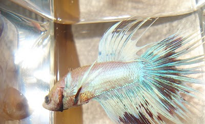 betta splenden