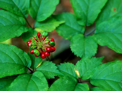 15 Manfaat Ginseng Merah  Untuk Kesehatan Pria Dan Wanita 