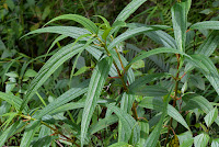 Boehmeria penduliflora