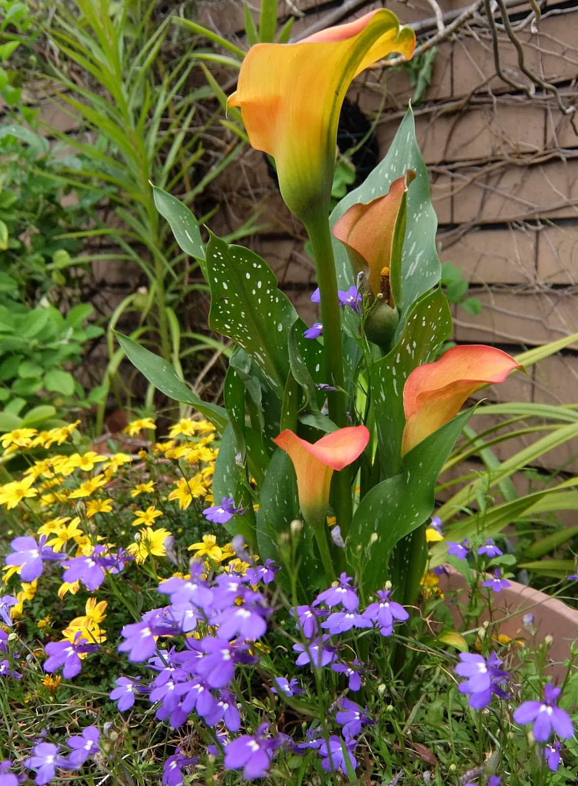 從球莖開始種 彩色海芋 常見種植問題總整理 園藝部落格 Igarden 花寶愛花園園藝文摘plus