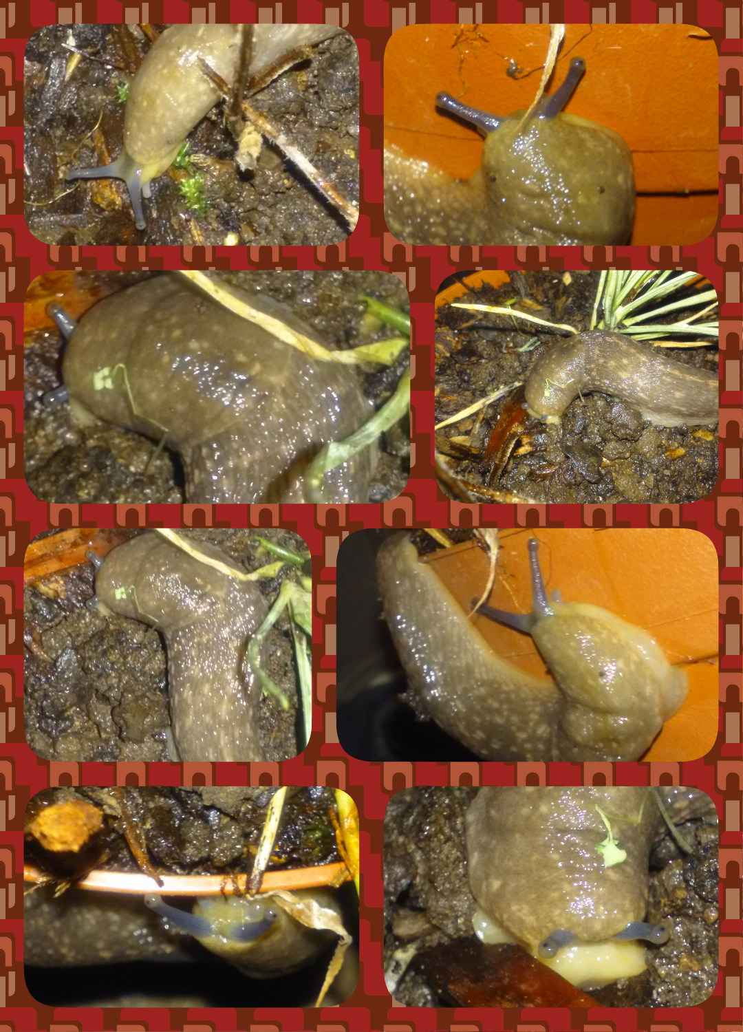 Collage of photographs by bug Paparazzi of banana slug crawling around on a balcony in Eugene Oregon