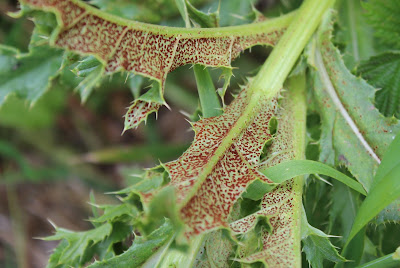 - Akkerdistelroest - Puccinia punctiformis