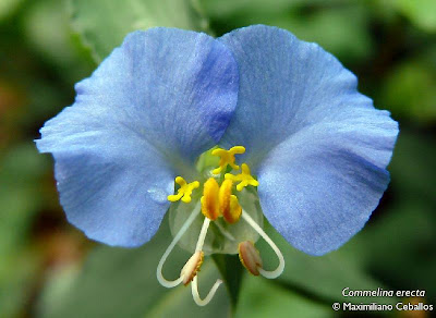 Hierba de Santa Lucía Commelina erecta