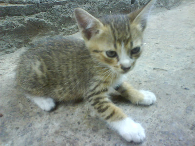 makanan kucing kampung yang baik