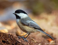 Burung Chickadee Hitam (Poecile atricapillus) Mirip Gelatik Batu