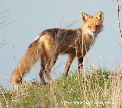 Fox leaving, Toronto photographer Robert Rafton