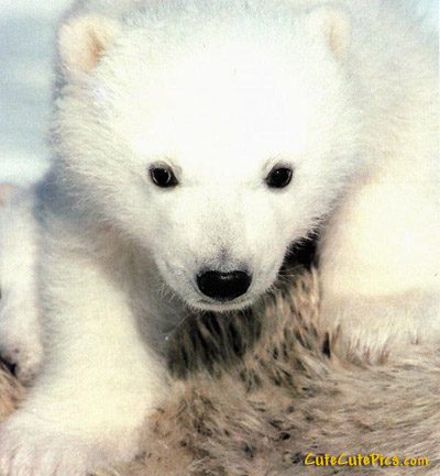cute baby polar bear pic