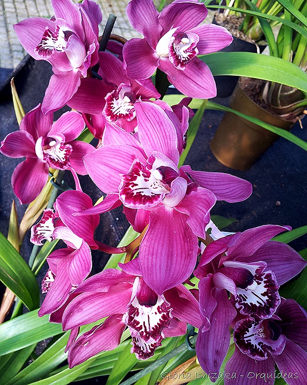 Glória Ishizaka - orquideas 32