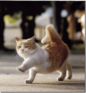  Fat Cat Walking  Wallpaper Wallpaper ME