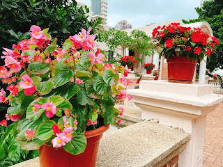 香港大学のお花