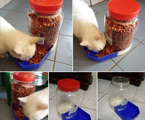 Buat Bekas Makanan Kucing Bila Bercuti DIY Dari Balang Kuih Dan 