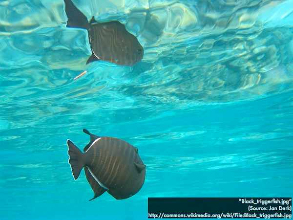 The reflection of the fish is upside-down.  Does that make sense?