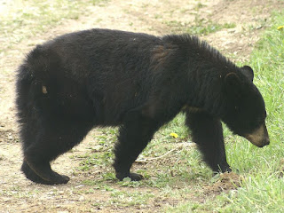 Ours noir - Ursus americanus 