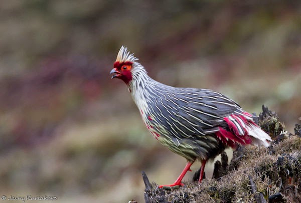 http://ayamcemani-kedu.blogspot.com/2015/02/ayam-pheasant.html