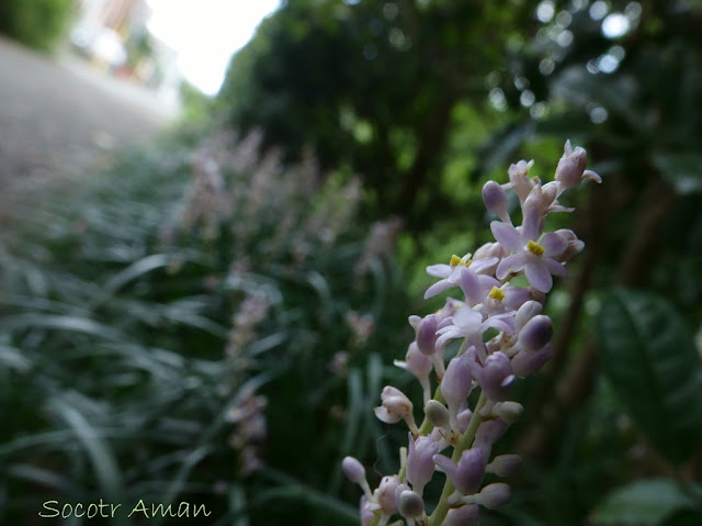 Liriope muscari