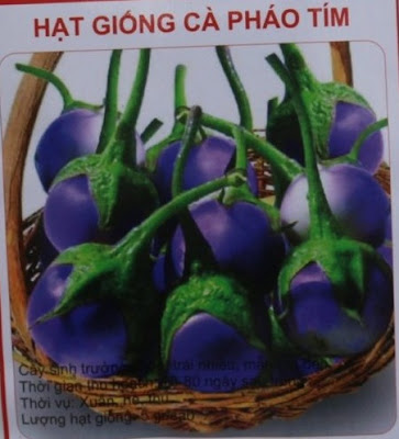 Hạt giống Cà pháo tím