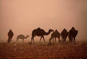 Camels stroll