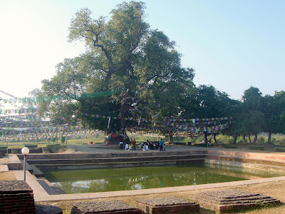 The Bodhi Tree, Buddhist Pilgrimage