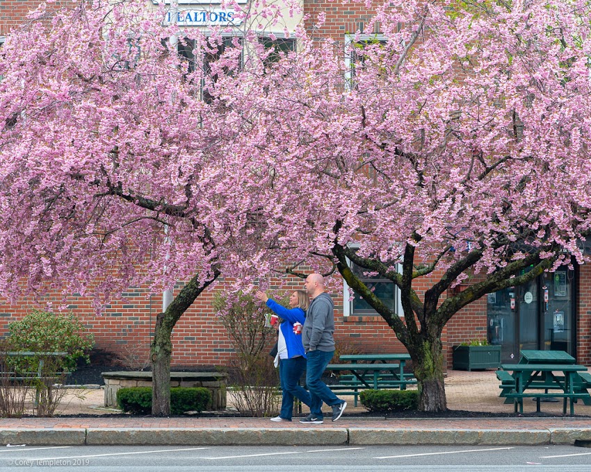 Portland, Maine USA May 2019 photo by Corey Templeton. Stopping to smell the cherry blossoms on Commercial Street.