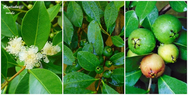 Cultivo e produção de Araçá