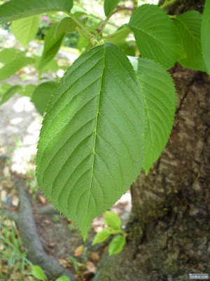 桜の葉