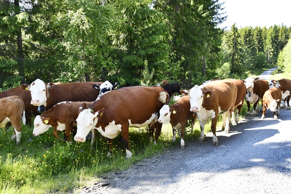 ammekuer hereford nofence kalver utmsrksbeite