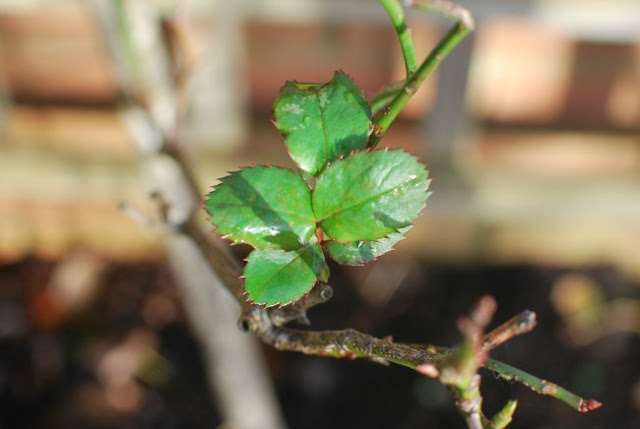 A-Cardiff-Garden-In-December-picture-of-new-shoots-on-the-rose