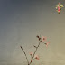 Anomalyst - Ikebana (Single) [iTunes Plus AAC M4A]