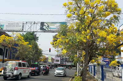 4 Kekurangan Pohon Tabebuya Perlu Anda Ketahui