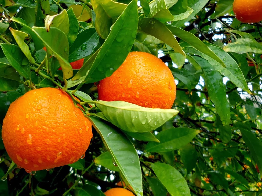 Orange Fruit and Its Origins | Information about crops