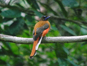 trogon culirrojo Harpactes duvaucelli