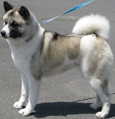 Akita Puppy Pictures and Information