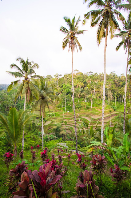 Risaie di Tegalagang-Bali